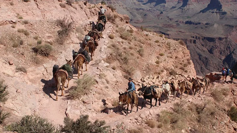 South Rim Mule Rides