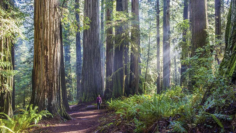 Boy Scout Tree Trail
