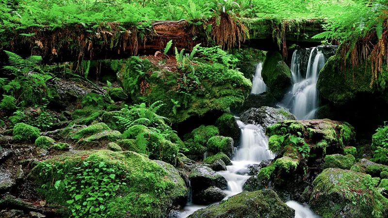 Trillium Falls Trail