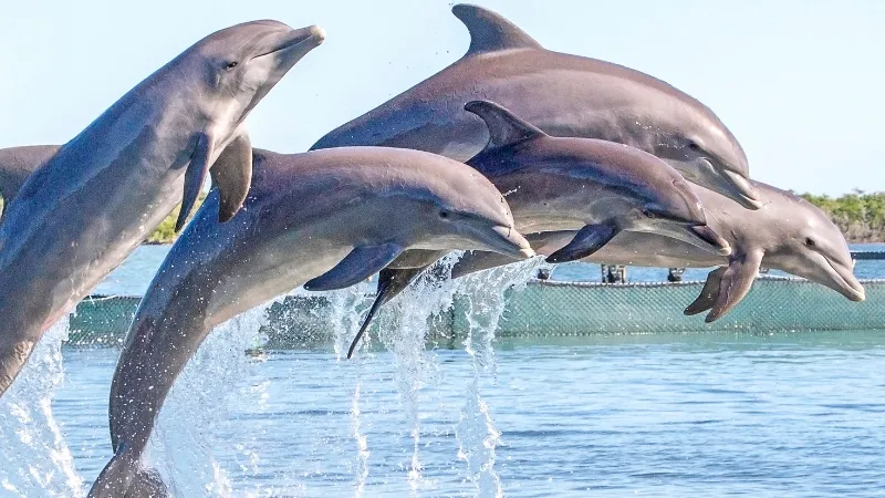 Dolphin Research Center