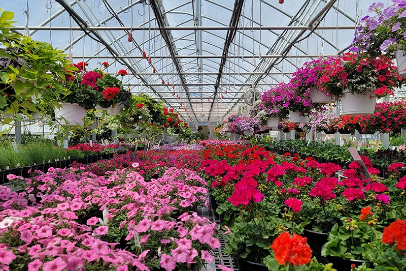 Plants and flowers at Mt Eaton Greenhouse in Mt Eaton, Ohio