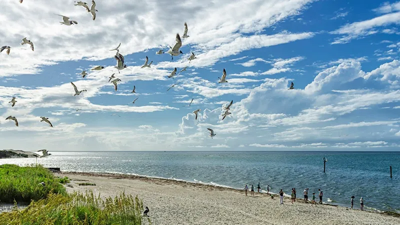 Ocracoke Island beach and dunes