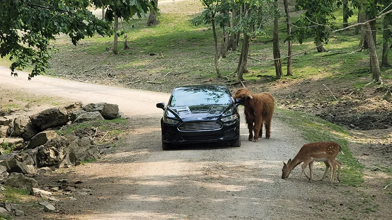 Animal Drive-Thru Experience