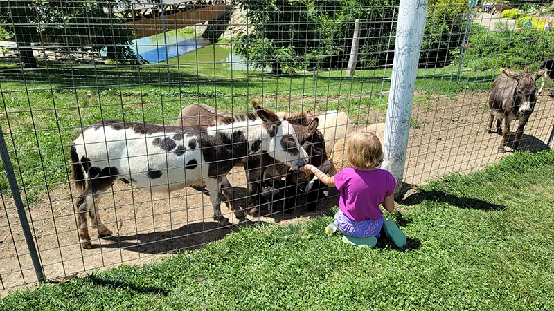 Hand-Feeding Animals