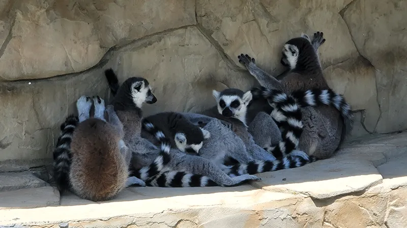 Diverse Animal Encounters