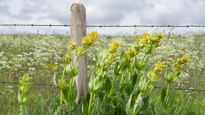 Waukegan Things To Do