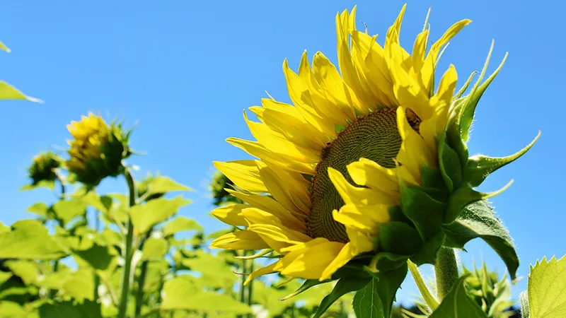 featured image