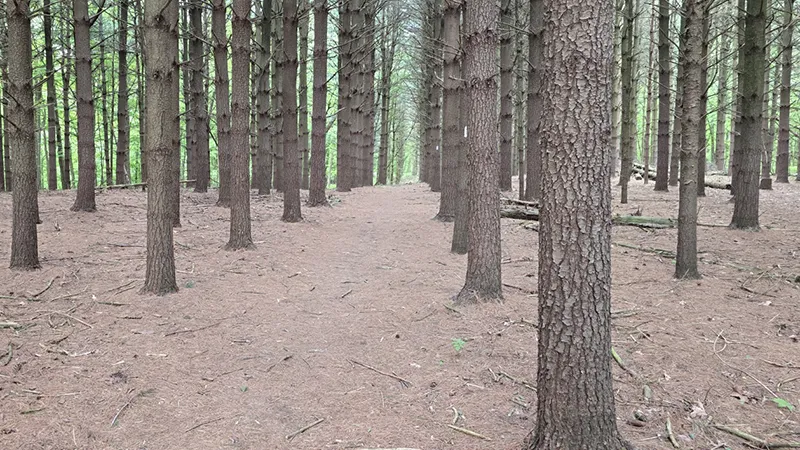 Addison Hiking Trail