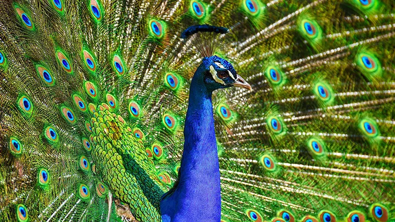 Children's Zoo at Celebration Square