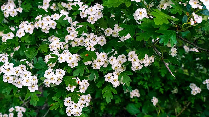 featured image