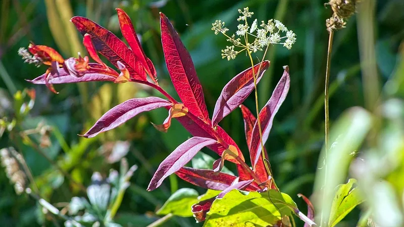 featured image