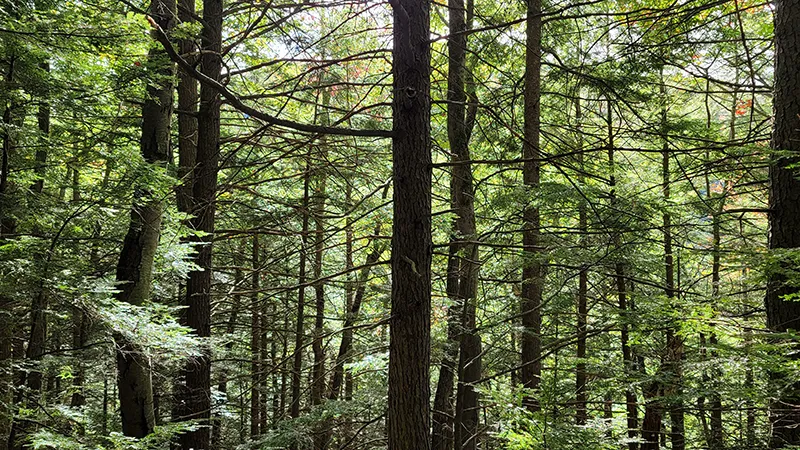 windham vermont attractions & things to do